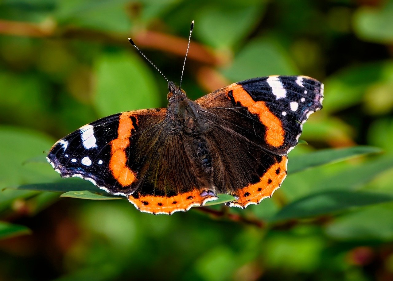 red admiral, butterfly, insect-8244988.jpg